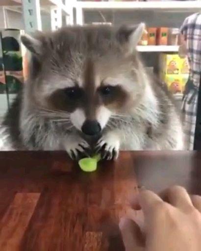 娱乐吃瓜酱小动物视频大全,趣味十足！小动物吃瓜视频大盘点