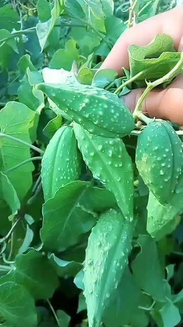 娱乐吃瓜酱植物人