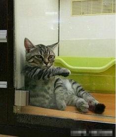 喵星娱乐吃瓜群众是谁,揭秘“吃瓜群众”背后的神秘力量