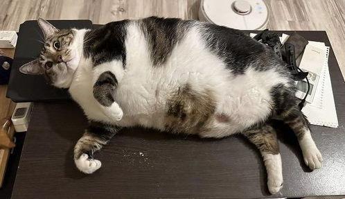 娱乐吃瓜酱小猫睡在哪里,揭秘萌宠的温馨睡眠角落